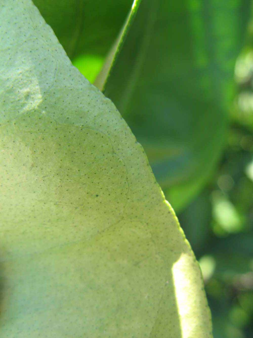              Margin (Winter Haven, FL)       